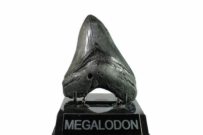 Fossil Megalodon Tooth - South Carolina #153833